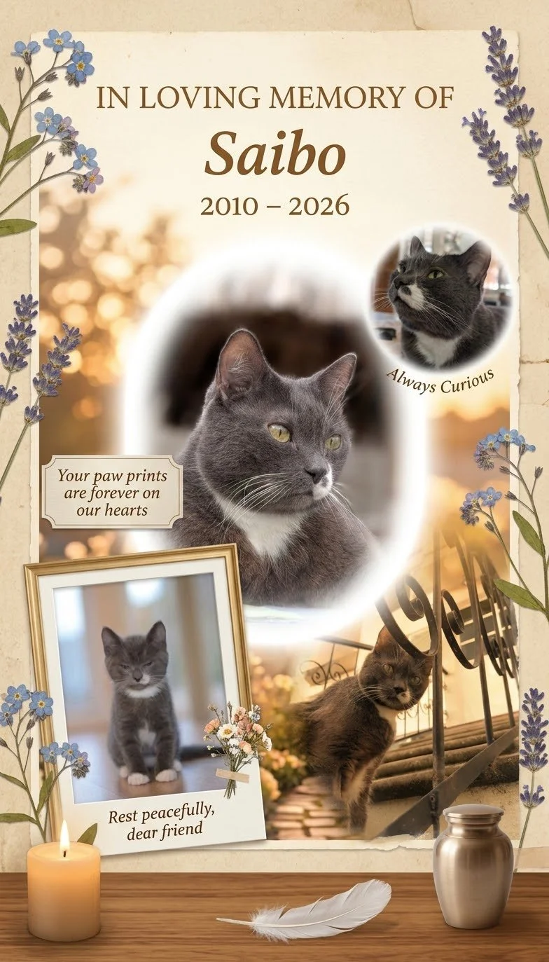 Memorial image of my cat Saibo showing him as a kitten and adult.